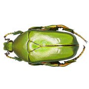 ECCOPTOCNEMIS GRACILIPES